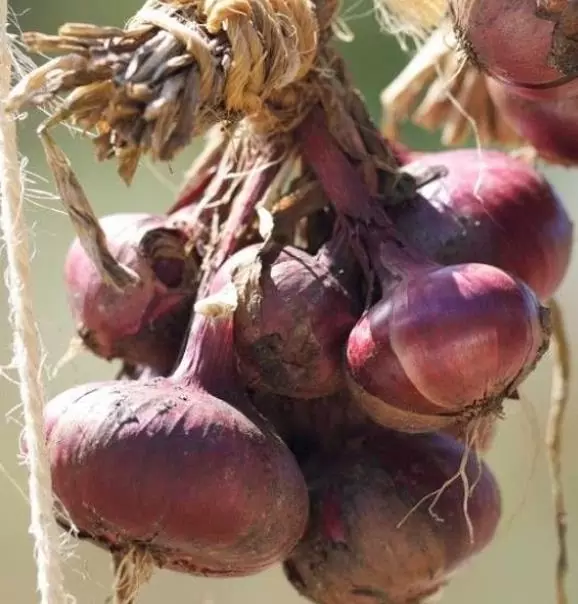 Allium cepa Rouge Foncee de Hollande (C.O) - Cebola Vermelha Escura da Holanda, Cebola Vermelho Vinho Brunswick - Imagem 2
