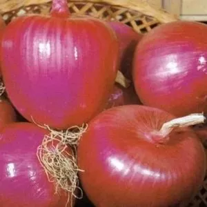 Allium cepa Tropeana Tonda (C.O) - Cebola Rosa Italiana, Cebola da Calábria