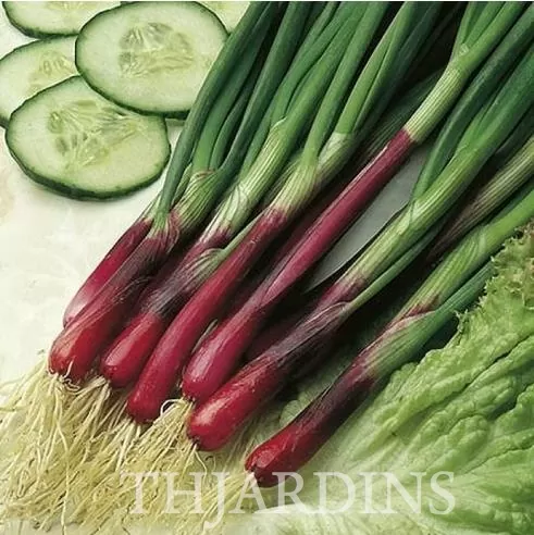 Allium Fistulosum Red Beard - Cebolinha Vermelha, Cebolinha Papai Noel, Cebolinha Red Beard