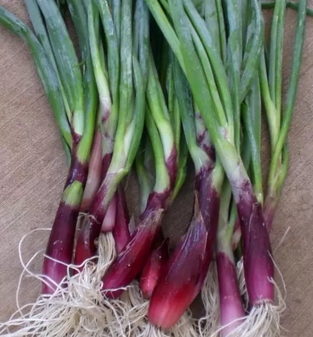 Allium Fistulosum Red Beard - Cebolinha Vermelha, Cebolinha Papai Noel, Cebolinha Red Beard - Imagem 2