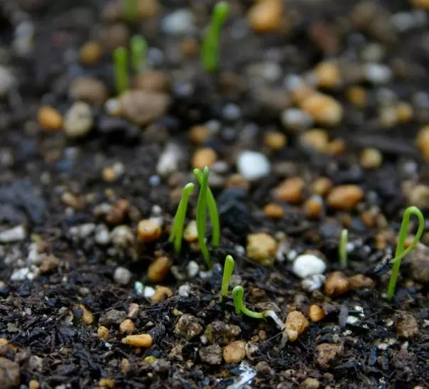 Allium Fistulosum Red Beard - Cebolinha Vermelha, Cebolinha Papai Noel, Cebolinha Red Beard - Imagem 3