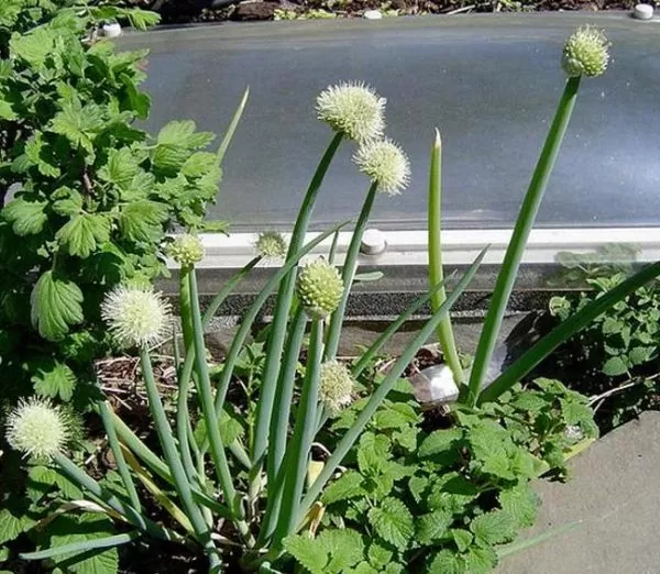 Allium Fistulosum Red Beard - Cebolinha Vermelha, Cebolinha Papai Noel, Cebolinha Red Beard - Image 4