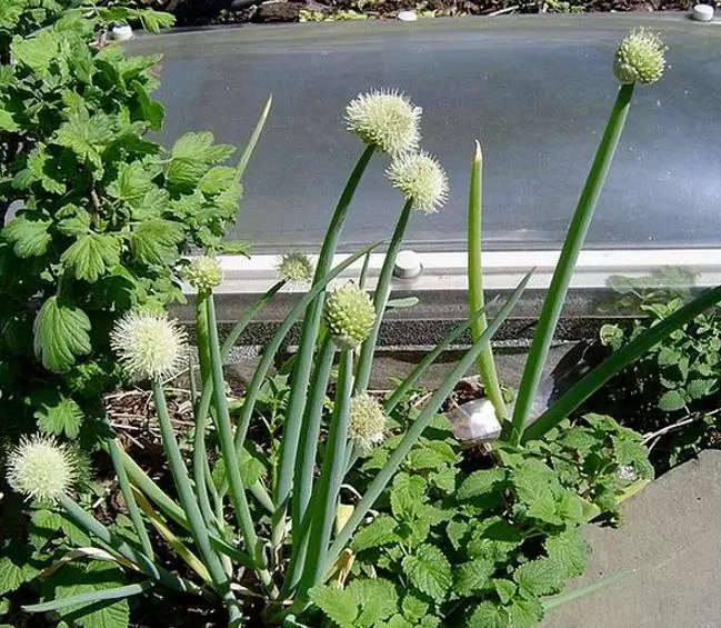Allium Fistulosum Red Beard - Cebolinha Vermelha, Cebolinha Papai Noel, Cebolinha Red Beard - Imagem 4