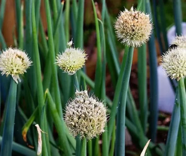 Allium Fistulosum Red Beard - Cebolinha Vermelha, Cebolinha Papai Noel, Cebolinha Red Beard - Image 5