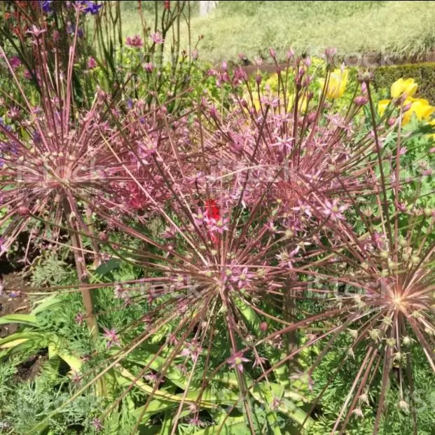Allium schubertii - Cebola Ornamental Fogos de Artifício - Imagem 2
