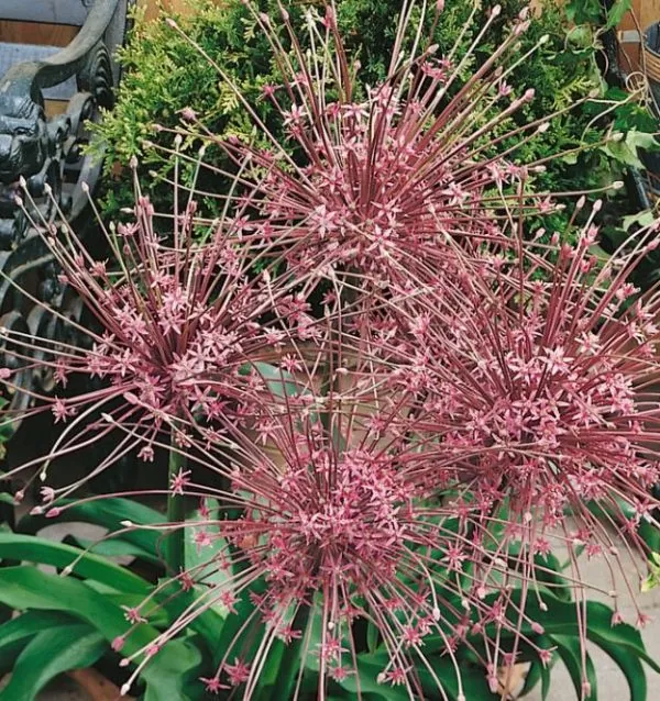 Allium schubertii - Cebola Ornamental Fogos de Artifício - Image 4