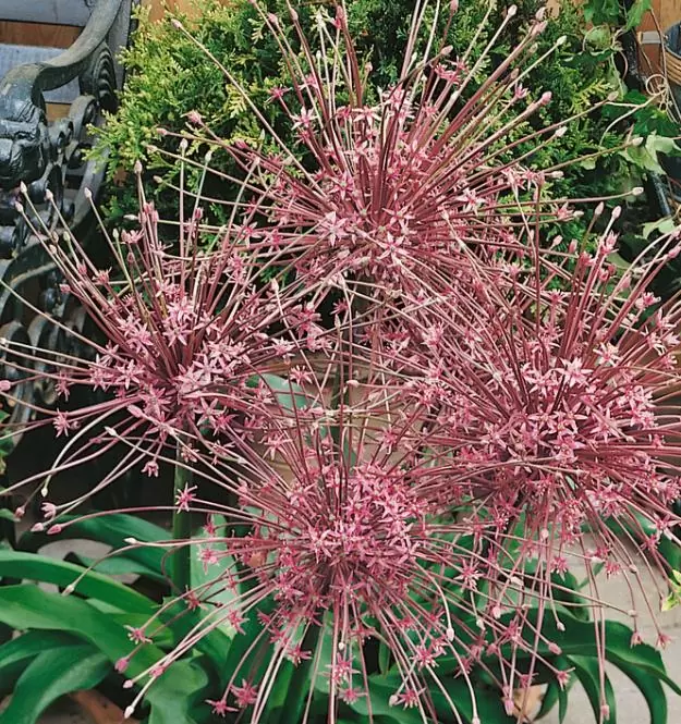 Allium schubertii - Cebola Ornamental Fogos de Artifício - Imagem 4