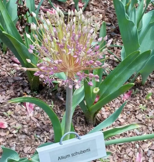 Allium schubertii - Cebola Ornamental Fogos de Artifício - Image 5
