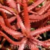 Aloe cameronii var. Vermelho - Aloe vermelha - Image 2