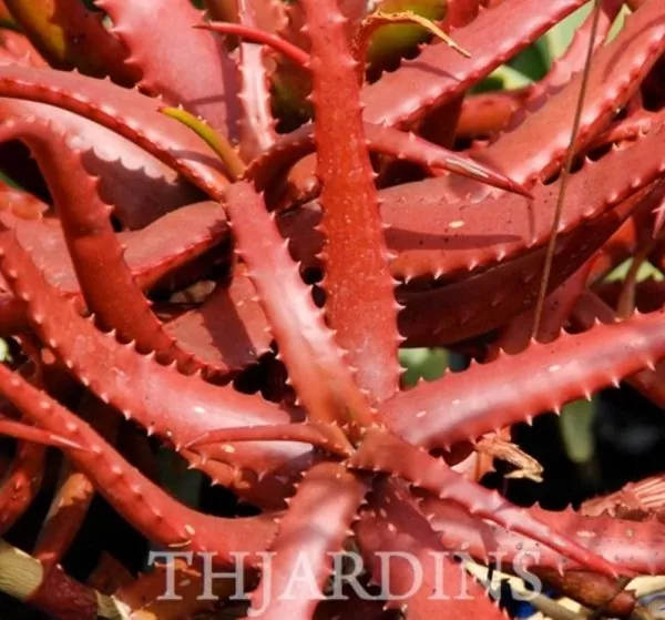 Aloe cameronii var. Vermelho - Aloe vermelha - Image 2