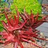 Aloe cameronii var. Vermelho - Aloe vermelha - Image 3