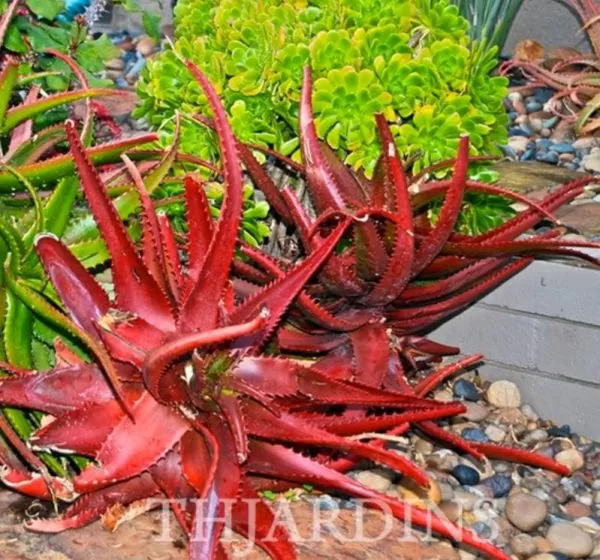 Aloe cameronii var. Vermelho - Aloe vermelha - Image 3