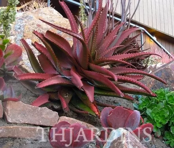 Aloe cameronii var. Vermelho - Aloe vermelha - Image 4