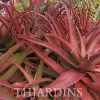 Aloe cameronii var. Vermelho - Aloe vermelha - Image 5