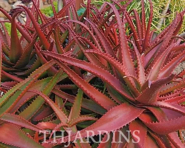 Aloe cameronii var. Vermelho - Aloe vermelha - Image 5