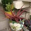 Aloe cameronii var. Vermelho - Aloe vermelha - Image 6