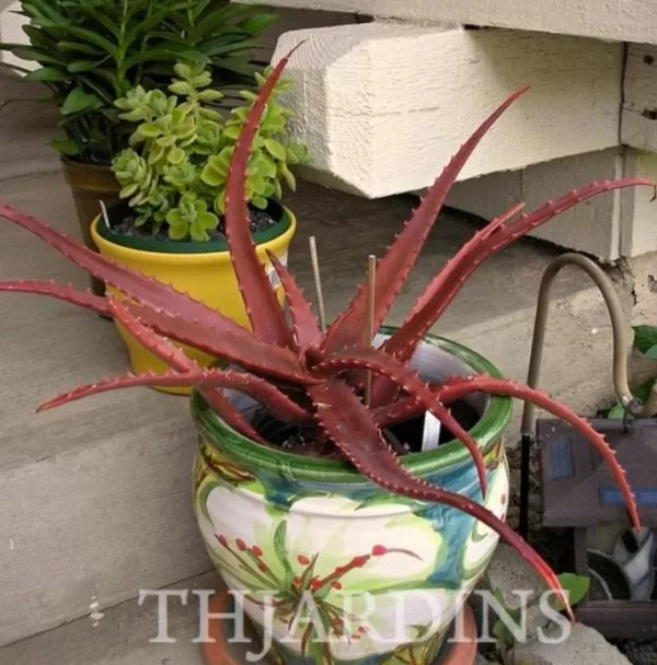 Aloe cameronii var. Vermelho - Aloe vermelha - Image 6