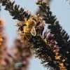 Amorpha Fruticosa - Falso indigo, falso indigo do deserto, indigo bush - Image 4