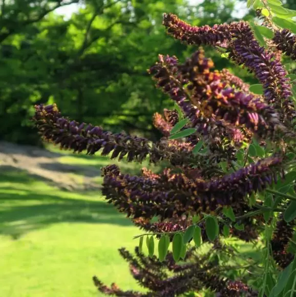Amorpha Fruticosa - Falso indigo, falso indigo do deserto, indigo bush - Image 7