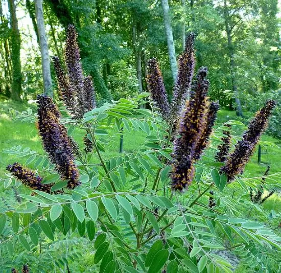 Amorpha Fruticosa - Falso indigo, falso indigo do deserto, indigo bush - Image 10