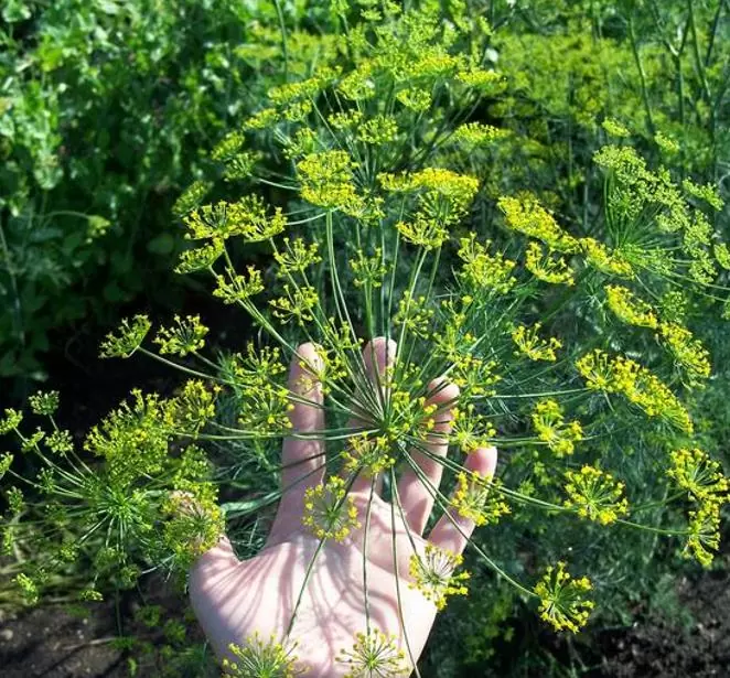 Anethum graveolens Mammoth (C.O) - Dill Mamute, Endro Gigante, Aneto Mamute