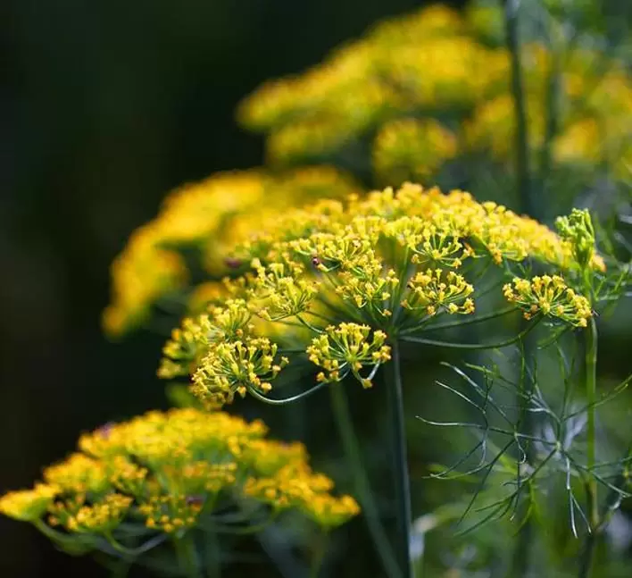 Anethum graveolens Mammoth (C.O) - Dill Mamute, Endro Gigante, Aneto Mamute - Imagem 2