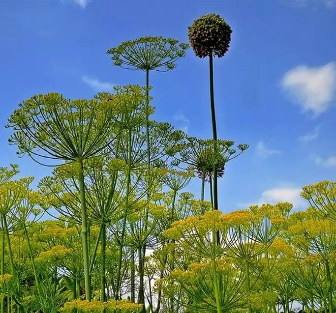 Anethum graveolens Mammoth (C.O) - Dill Mamute, Endro Gigante, Aneto Mamute - Imagem 3