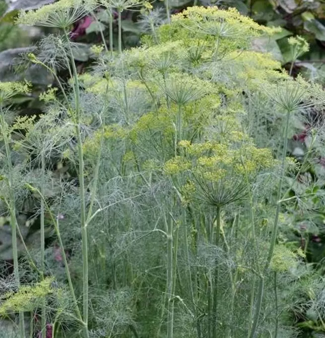 Anethum graveolens Mammoth (C.O) - Dill Mamute, Endro Gigante, Aneto Mamute - Imagem 4