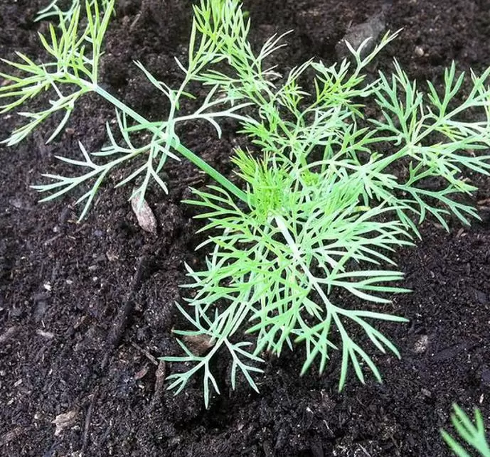 Anethum graveolens Mammoth (C.O) - Dill Mamute, Endro Gigante, Aneto Mamute - Imagem 5