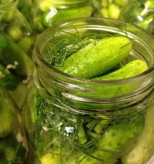 Anethum graveolens Mammoth (C.O) - Dill Mamute, Endro Gigante, Aneto Mamute - Imagem 6