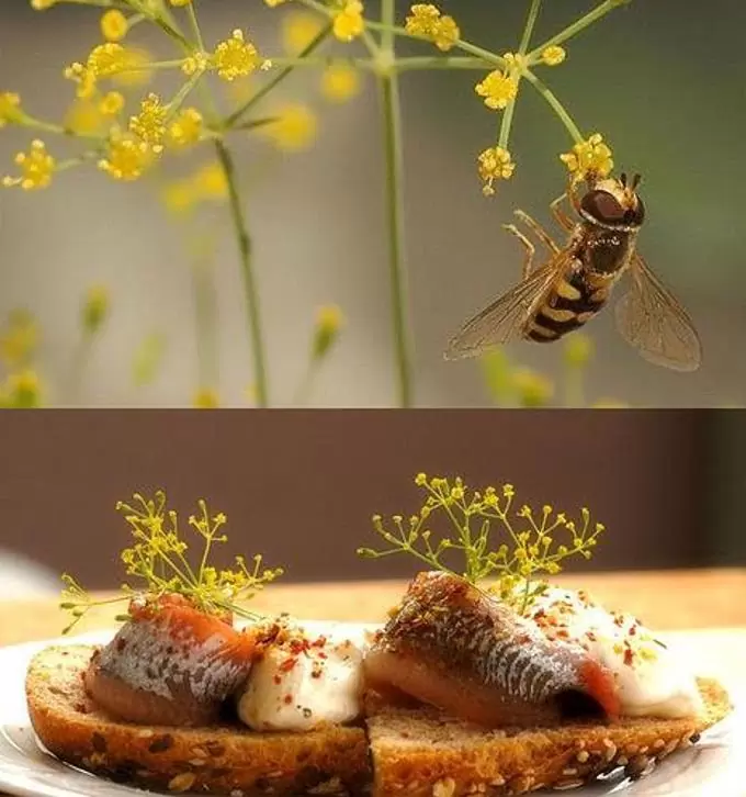 Anethum graveolens Mammoth (C.O) - Dill Mamute, Endro Gigante, Aneto Mamute - Imagem 8