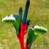 Anigozanthos manglesii - Pata de Canguru Vermelho e Verde, Kangaroo Paw