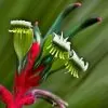 Anigozanthos manglesii - Pata de Canguru Vermelho e Verde, Kangaroo Paw - Image 3