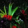 Anigozanthos manglesii - Pata de Canguru Vermelho e Verde, Kangaroo Paw - Image 4