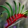 Anigozanthos manglesii - Pata de Canguru Vermelho e Verde, Kangaroo Paw - Image 5