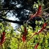 Anigozanthos manglesii - Pata de Canguru Vermelho e Verde, Kangaroo Paw - Image 6
