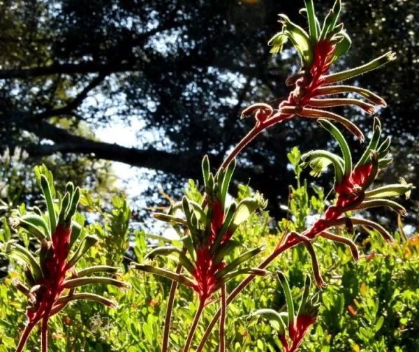 Anigozanthos manglesii - Pata de Canguru Vermelho e Verde, Kangaroo Paw - Image 6