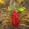 Anigozanthos manglesii - Pata de Canguru Vermelho e Verde, Kangaroo Paw - Image 7