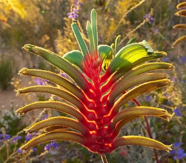 Anigozanthos manglesii - Pata de Canguru Vermelho e Verde, Kangaroo Paw - Image 7