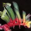 Anigozanthos manglesii - Pata de Canguru Vermelho e Verde, Kangaroo Paw - Image 8