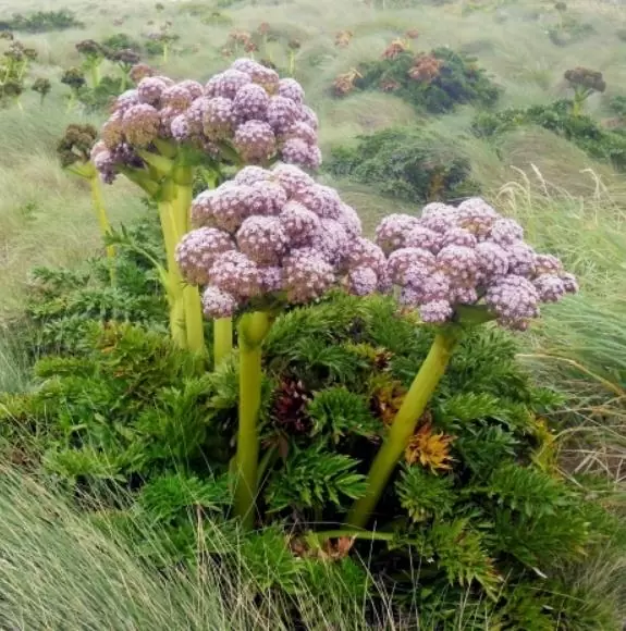 Anisotome latifolia - Cenoura de Campbell, Campbell carrot, Mega-Ervas - Megaherbs - Imagem 4