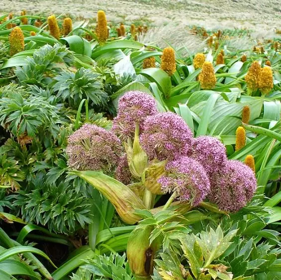 Anisotome latifolia - Cenoura de Campbell, Campbell carrot, Mega-Ervas - Megaherbs - Imagem 5