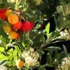 Arbutus unedo - Medronheiro, Árvore Morango, Ervedeiro, Êrvodo, Medronho, Strawberry Tree