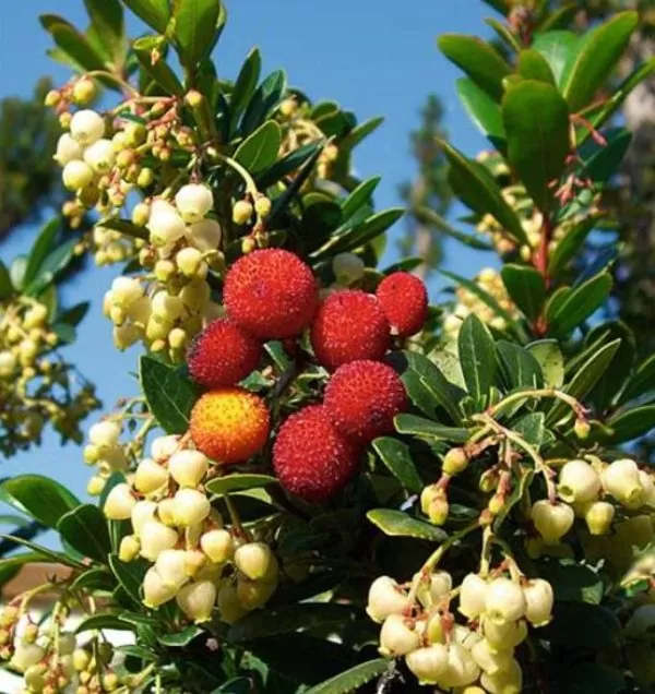 Arbutus unedo - Medronheiro, Árvore Morango, Ervedeiro, Êrvodo, Medronho, Strawberry Tree - Image 2