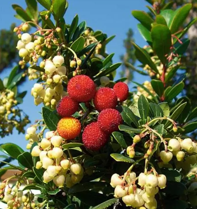 Arbutus unedo - Medronheiro, Árvore Morango, Ervedeiro, Êrvodo, Medronho, Strawberry Tree - Imagem 2