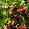Arbutus unedo - Medronheiro, Árvore Morango, Ervedeiro, Êrvodo, Medronho, Strawberry Tree - Image 3