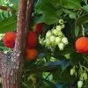 Arbutus unedo - Medronheiro, Árvore Morango, Ervedeiro, Êrvodo, Medronho, Strawberry Tree - Image 4