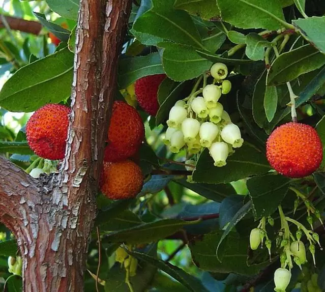Arbutus unedo - Medronheiro, Árvore Morango, Ervedeiro, Êrvodo, Medronho, Strawberry Tree - Imagem 4