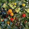 Arbutus unedo - Medronheiro, Árvore Morango, Ervedeiro, Êrvodo, Medronho, Strawberry Tree - Image 5