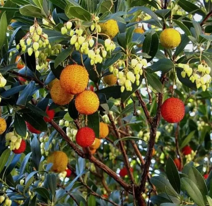 Arbutus unedo - Medronheiro, Árvore Morango, Ervedeiro, Êrvodo, Medronho, Strawberry Tree - Imagem 5